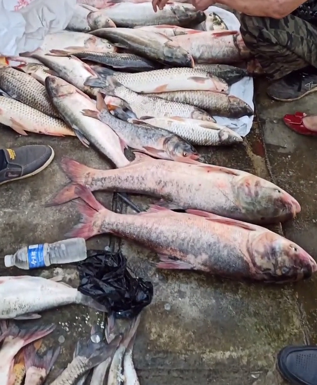 宓孤林|洪湖河道鲢鳙成灾，黑压压一片都是鱼邓刚来了也犯怵？