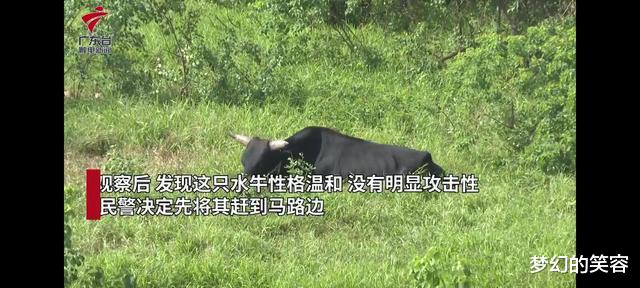 广东佛山,男子开车在快速路上,突然绿化带冲出一头牛,差点撞上