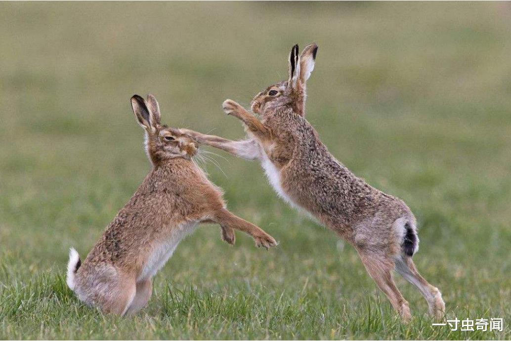 兔子 24只兔子61年繁殖百亿，味美又能生的兔子，咋就没成人类主要肉食