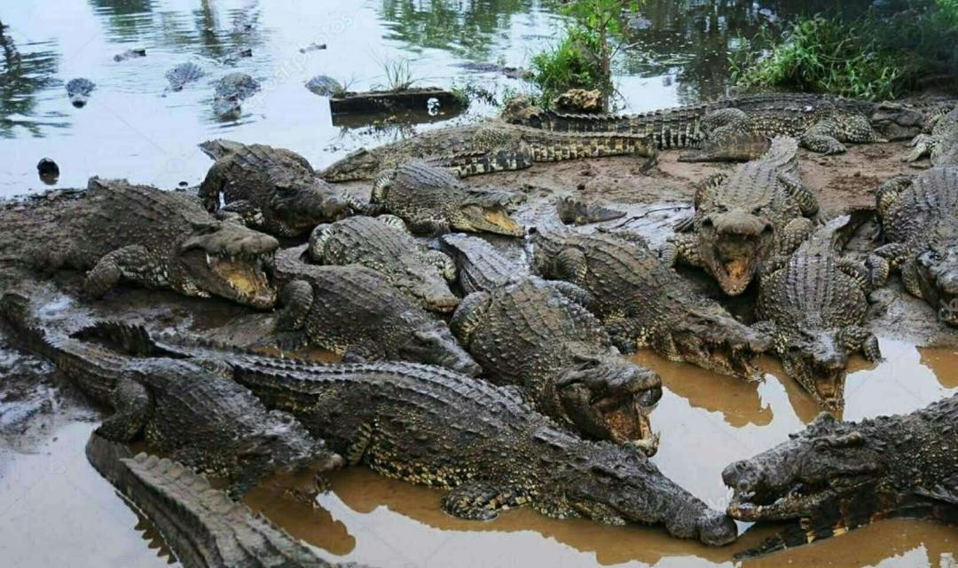情微说 鳄鱼家族有多倒霉？努力了两亿年，每次在马上称霸时被地球针对