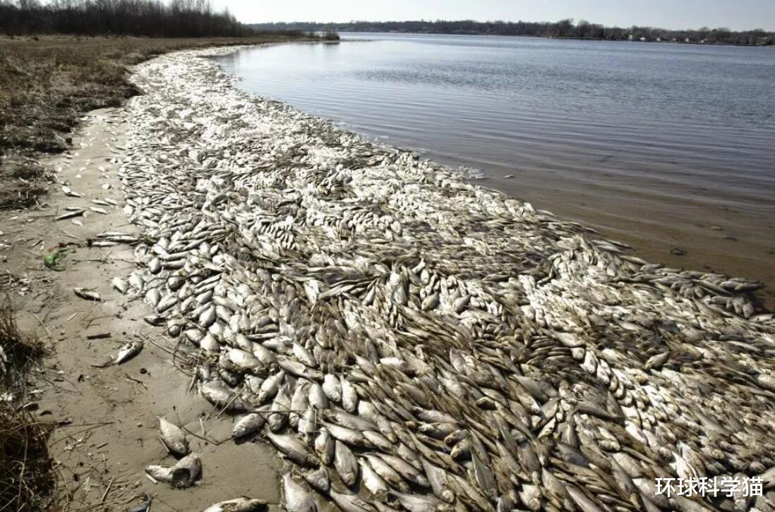1天9噸，美國海灣出現大規模死魚，是什麼原因？專傢：或持續數月-圖10