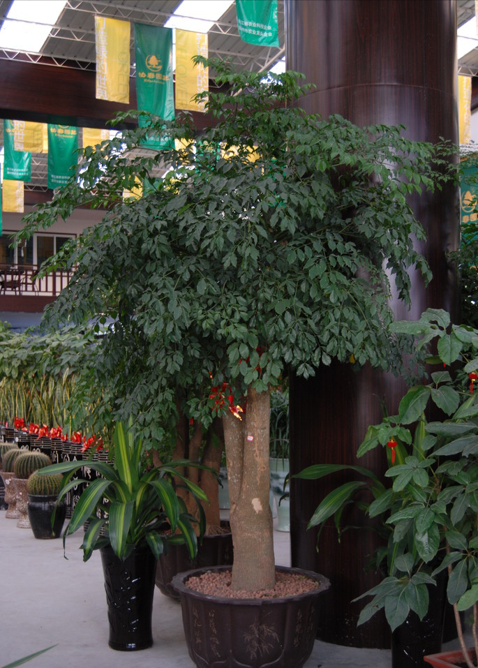 客厅|8种“招财树”,养在客厅里,高大笔挺,威武又气派,招财又旺宅