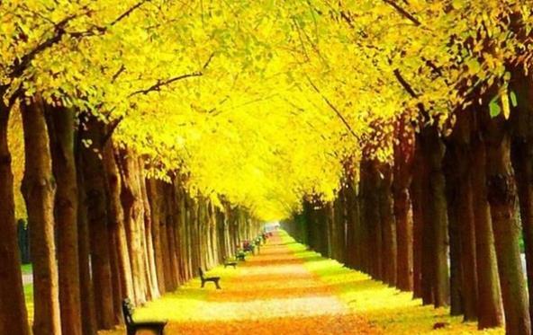 徒侃娱乐|清秋静好，我在等你；愿重逢有期，真情依旧如初