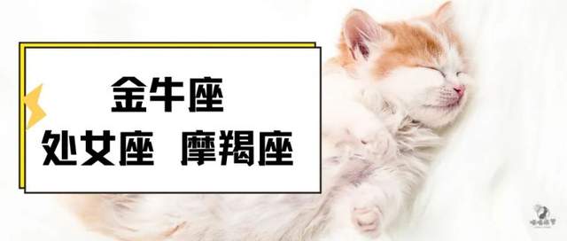 喵喵的塔罗|十二星座，怎么才能让自己快乐起来？