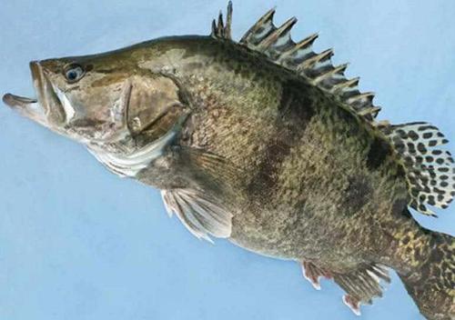 |想钓好鳜鱼,这种民间钓法简单又好用