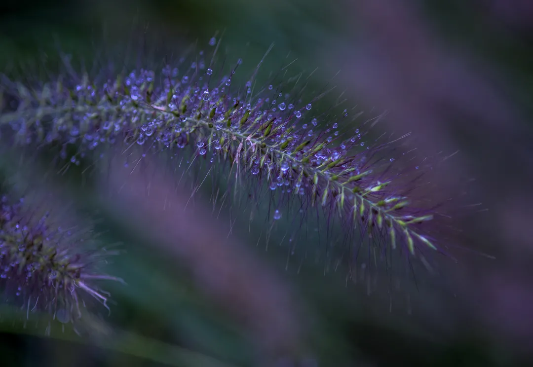 诚然命理 癸水生于酉月病地的搭配