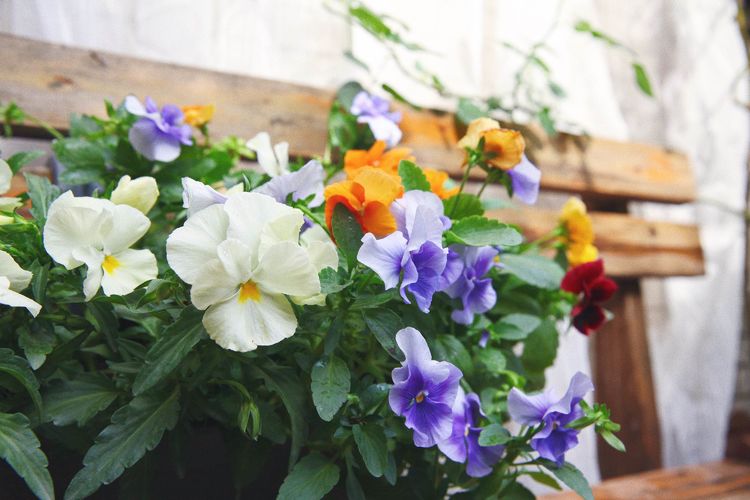 古镇 我的54㎡露台花园,一个可在花丛中漫步的地方,舒适宜人美不胜收