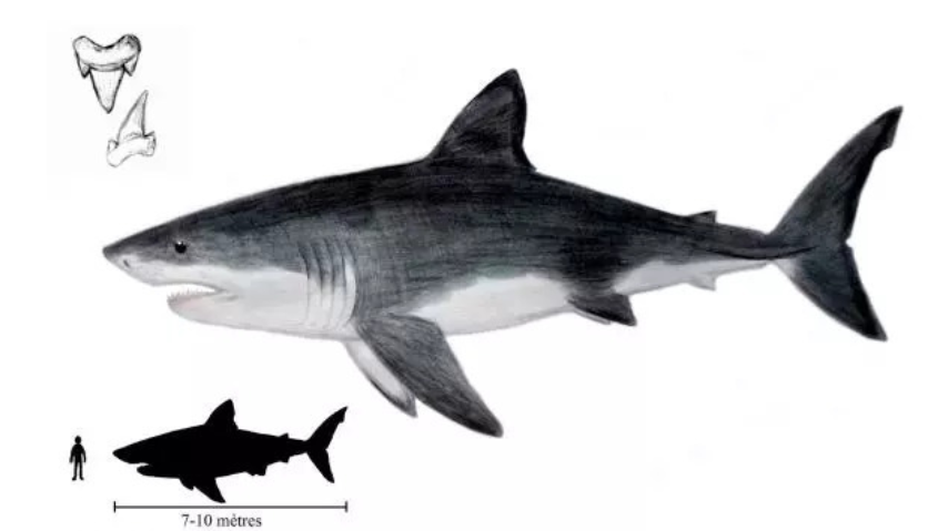 鲨鱼 鲸鱼：4000万年前的鲨鱼怎么也想不到，最大的对手竟来自陆地