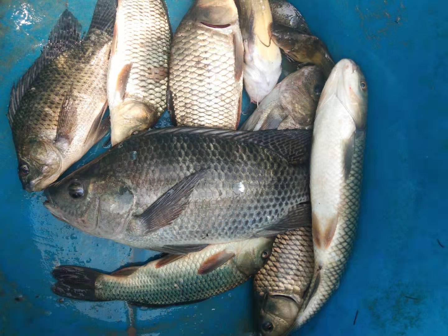 |立春后钓鱼，小杂鱼闹窝，如何应对？