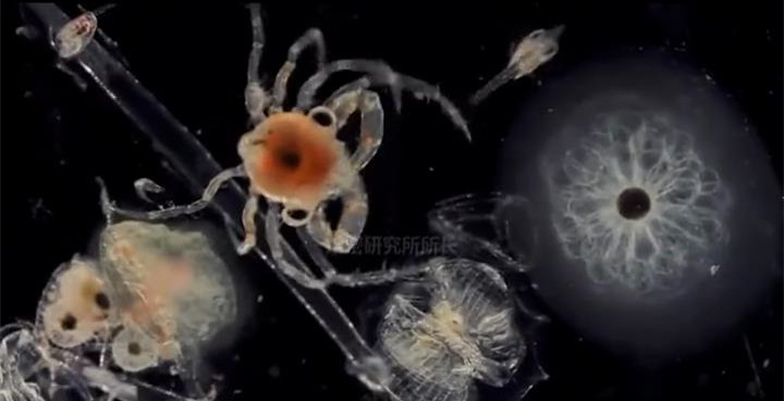 探索海洋最深处,发现你不知道的,“秘密”!