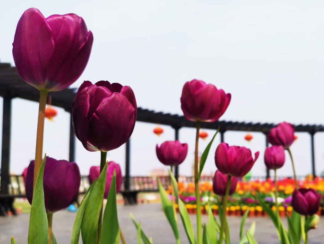 |啥日子出生的人,用心经营事业,5月就有出头日,做啥都旺