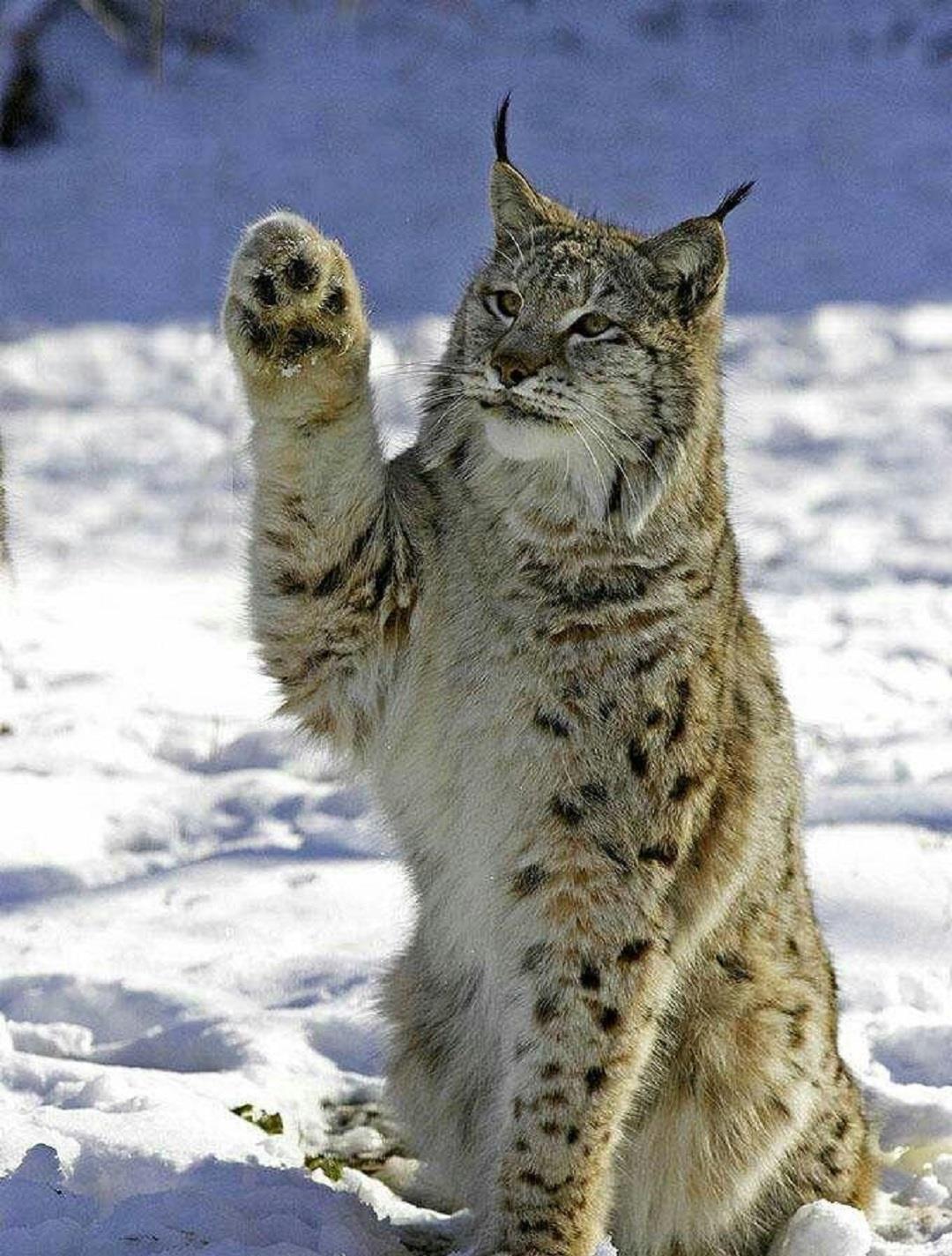 火星探测器|狼见了都要叫大哥的“猞猁”，在森林里到底有多恐怖？