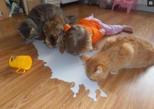 舜网 看一次笑一次,一只天鹅和一群火烈鸟在一起,结果天鹅学会了“伪装”