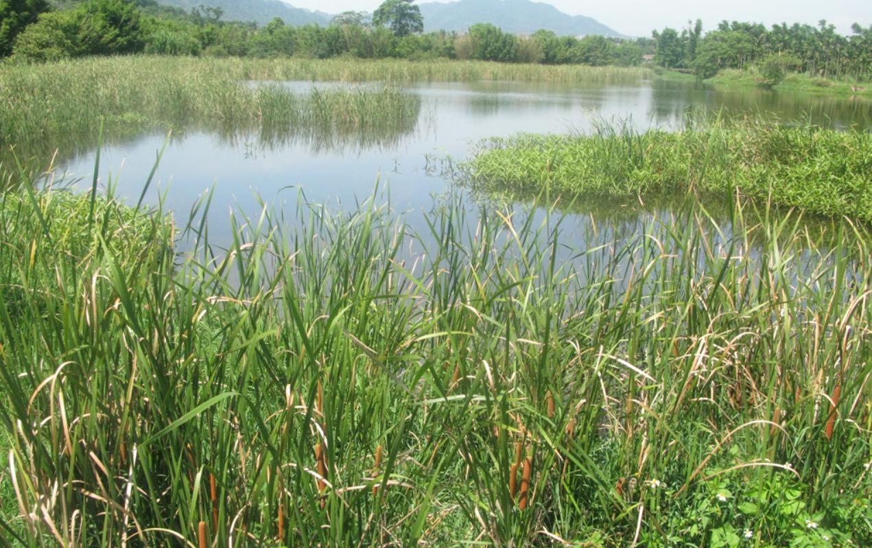 火山 在地球上挖一个水湖，不限时长、不去干预，能长出鱼类吗？
