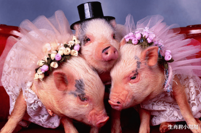 |1月上旬生肖猪得到领导提拔,收入翻一番,前途不可限量