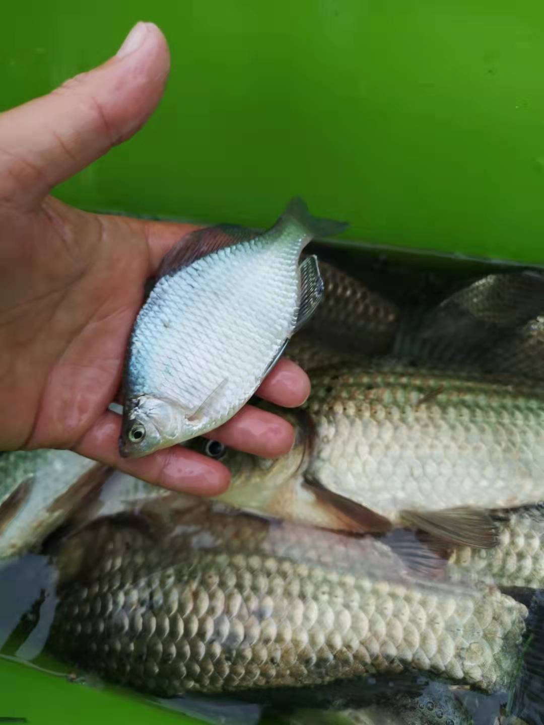 水库|气温骤降野钓鱼儿不进窝？它们藏在了这几个地方