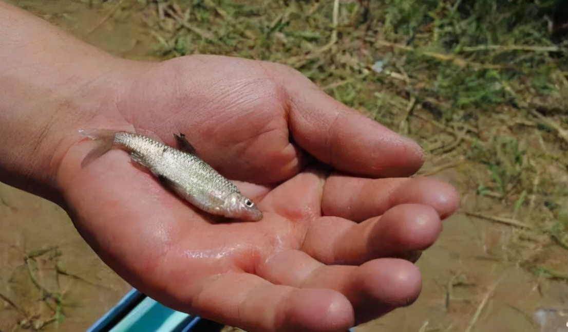 饵料|当下鱼为什么难钓了？原来是因为这些原因，难怪钓友们会感慨