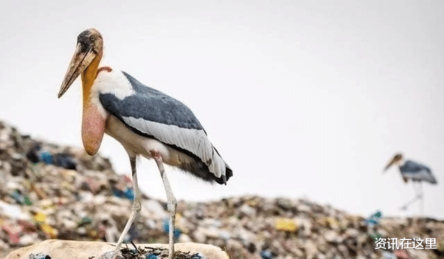 印度垃圾場養活瞭一種比人還大的鳥，當地人寧願撿垃圾也不會抓它當食物-圖4