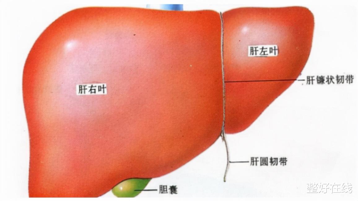 肝硬化|肝脏易“受伤”呵护需谨慎，专家提醒：肝硬化患者饮食要“讲究”