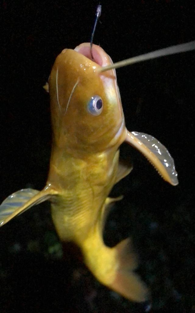 黄骨鱼|揭阳河道黄辣丁泛滥，钓鱼人：又大又肥，最大的半斤多