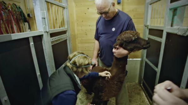 抗体 德专家从羊驼身上提取新冠抗体：效果惊人，对德尔塔有效