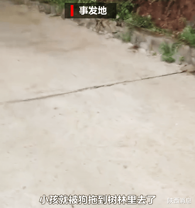 陕西消息 悲剧！重庆8岁男童上学途中被狗撕咬身亡！孩子父亲忍痛发声！