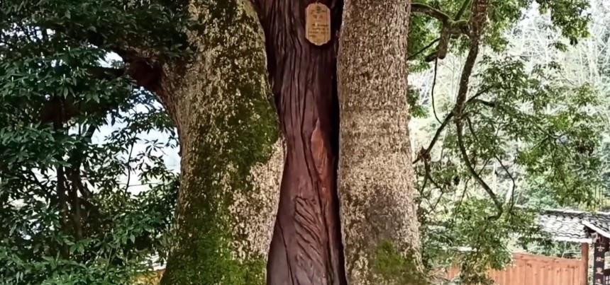 社火烈烈的夜晚 ?重庆发现千年金丝楠木，树龄超1300年，村民视为“长寿树”