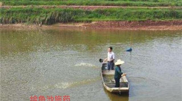 蔡嘉宇宝妈日记|在水产养殖中,轮虫是合适的开口饵料,但是在喂食的过程中不会导致鱼苗患上轮虫病吗?