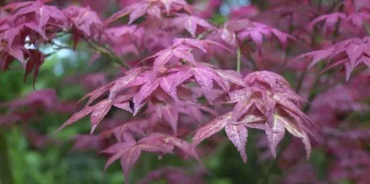 微观什邡 “五一”小长假，一起来红枫岭邂逅浪漫红枫