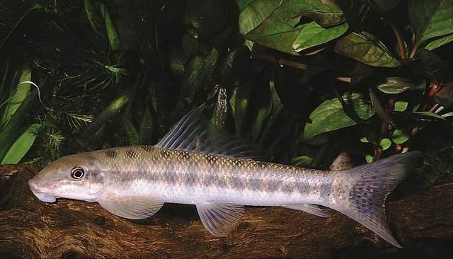 野生动物|钓鱼虽然好玩,但这些鱼可千万别钓,小心触犯法律