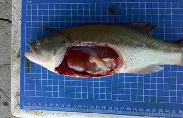 开春鱼瘟爆发，越冬期间保健很重要，这几点要注意