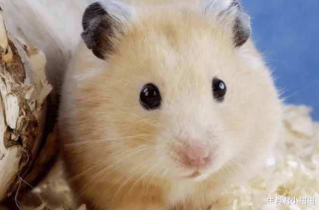 |生肖鼠2022年行大运,福气主动来敲门,把握机会成就美好人生