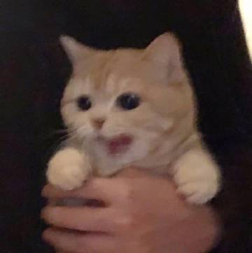 桉月|表情包：小猫咪萌吧