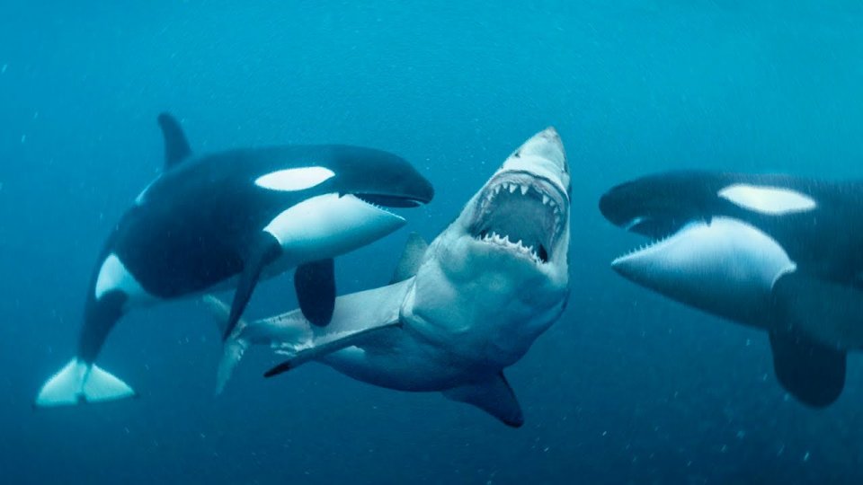 大白鲨 一物降一物，海洋生物之间的天敌相克有多不讲道理？