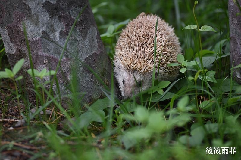黄鼠狼 刺猬刚出生身上的刺是不是硬的？会扎疼刺猬妈妈吗？我来告诉你
