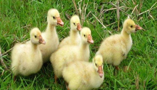 夷洛妃|雏鹅育雏时最关键是什么?