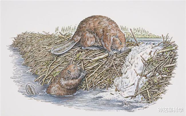 钟铭聊科学 “基建狂魔”河狸为什么喜欢修水坝？为何会被自己咬断的树砸死？