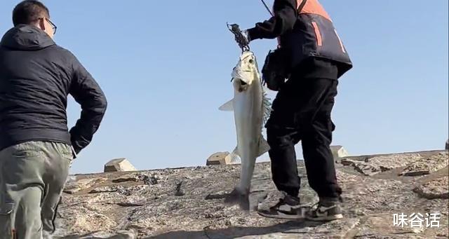 姐姐|新手大礼包?江苏新手钓友钓起罕见大鲈鱼,网友:完了,上瘾了