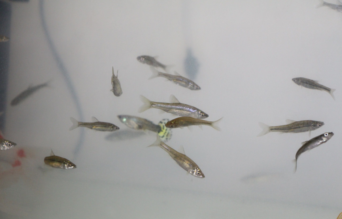 |钓鱼人讨厌的一种鱼,一度泛滥成灾,短短数年,欧美多地“失守”