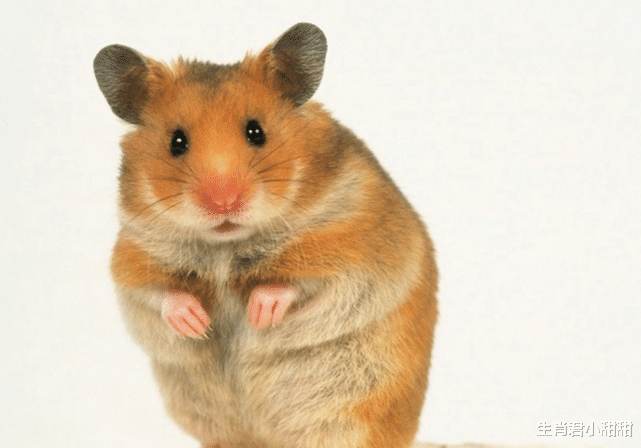 |1月5号到1月15号，生肖鼠咸鱼大翻身，赚到花不完的钞票