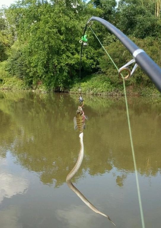 |男子在小河边钓鱼，以为是黄鳝，看清后抛杆就跑。太危险了，各位在河边玩耍一定要注意！！！