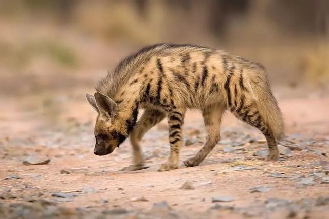 物种入侵 世人对鬣狗存在着哪些误解?