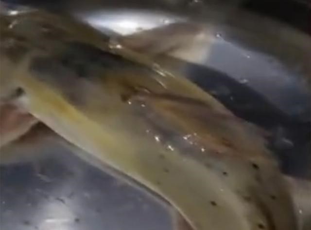 立冬|广西一男子野钓罕见收获“怪鱼”，请渔政帮忙鉴别，最后连夜放生