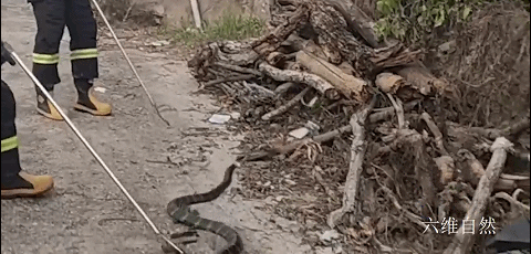 六维自然|四川发现两条毒蛇的争斗,眼镜王蛇正要捕食眼镜蛇,却被一网捉