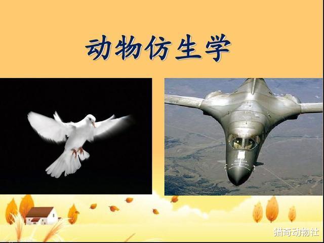 人类从动物身上得到启发的5个重要工具,你知道几个?