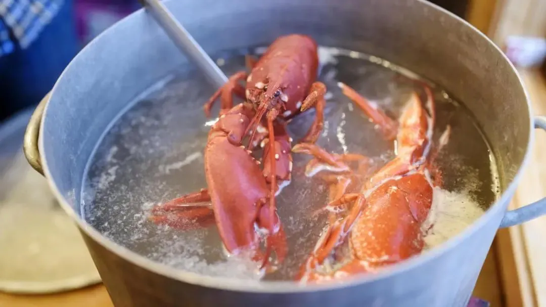 怕龍蝦疼！英國計劃禁止烹煮活龍蝦螃蟹。英國網友和廚師們這次一致贊同瞭-圖3
