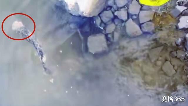 湖南|湖北男子野钓的罕见经历，偶遇活的无头乌鱼，网友：忘了自己已死