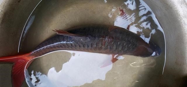 澜沧江|云南钓鱼人钓起几条“军鱼”，长江君：其实是更稀少的结鱼