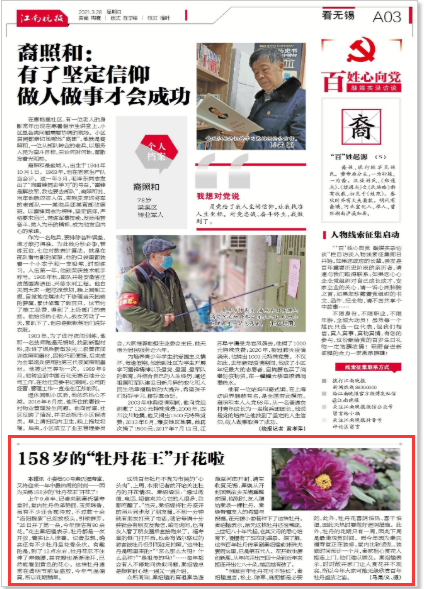 语若语非 无锡“牡丹花王”背后的血泪史