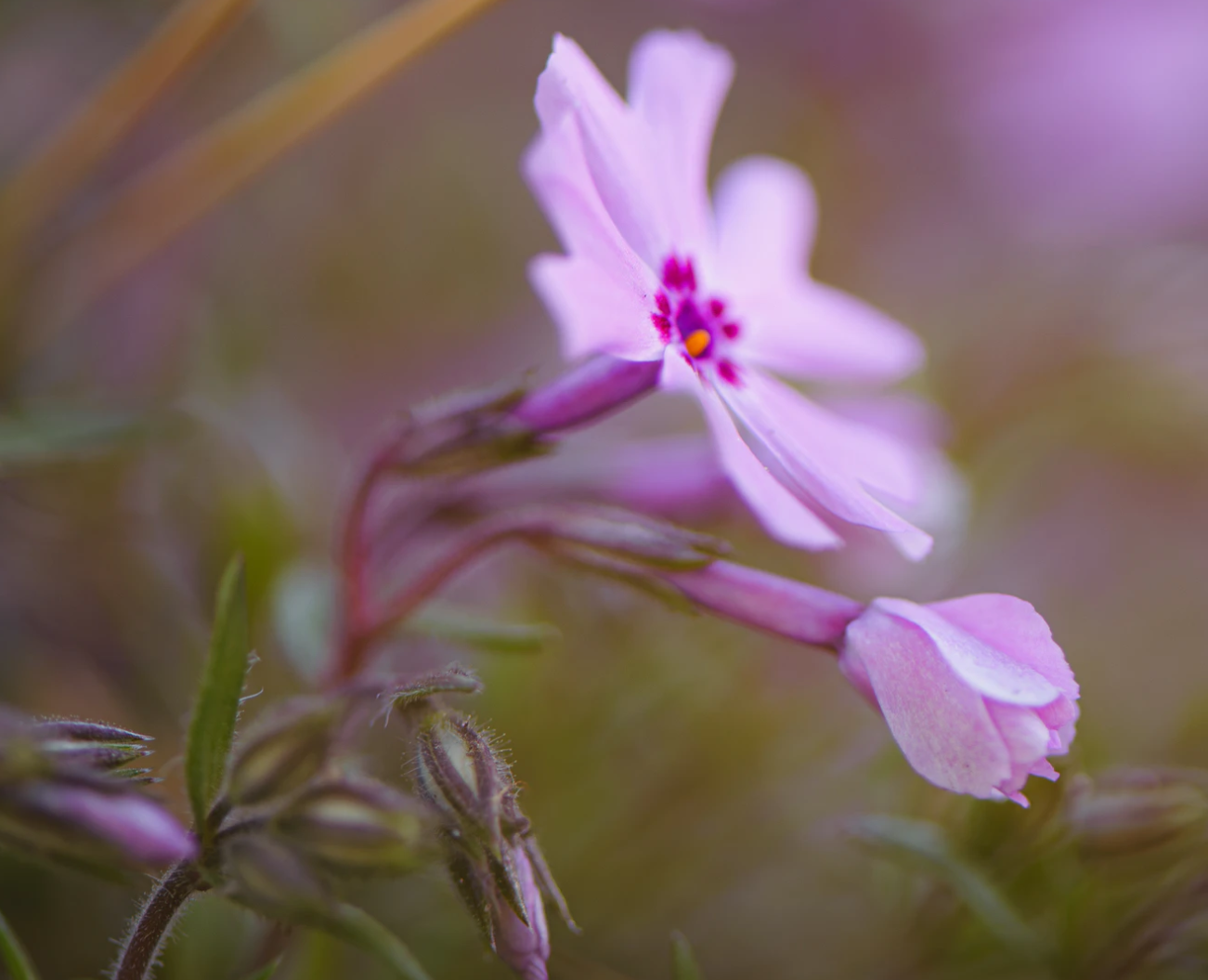 本人讲星座|7月底，深情追求，勇敢去爱，前缘未了，3星座幸福重归，良人回头